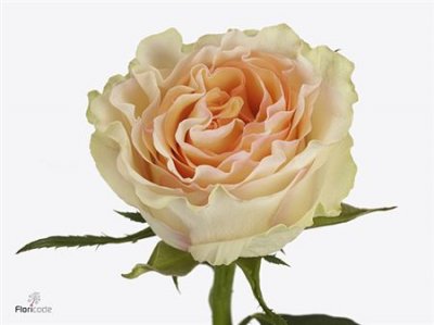 Rosa Gr Brinessa