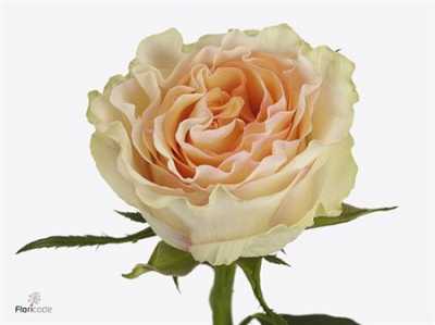 Rosa Gr Brinessa