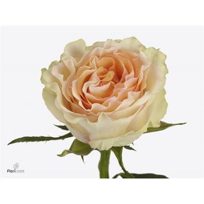 Rosa Gr Brinessa