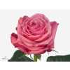 Rosa Gr Bubblegum!