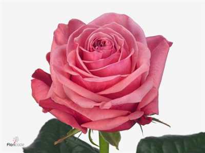 Rosa Gr Bubblegum!