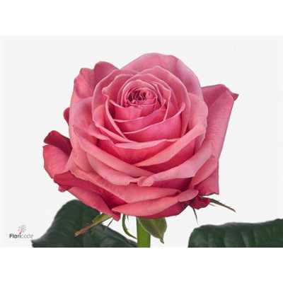 Rosa Gr Bubblegum!