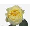 Rosa Gr Buttercup Imp