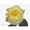 Rosa Gr Buttercup Imp