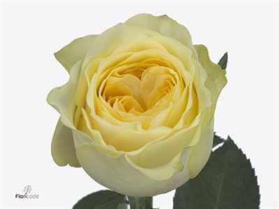 Rosa Gr Buttercup Imp