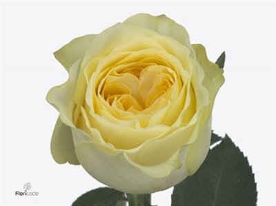 Rosa Gr Buttercup Imp