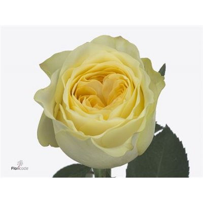 Rosa Gr Buttercup Imp