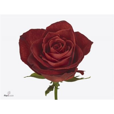 Rosa Gr Cafe Del Mar