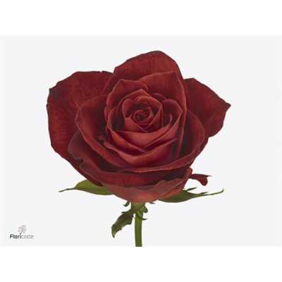 Rosa Gr Cafe Del Mar