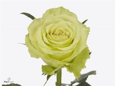 Rosa Gr Camouflage