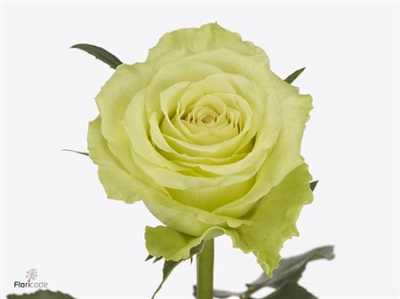 Rosa Gr Camouflage
