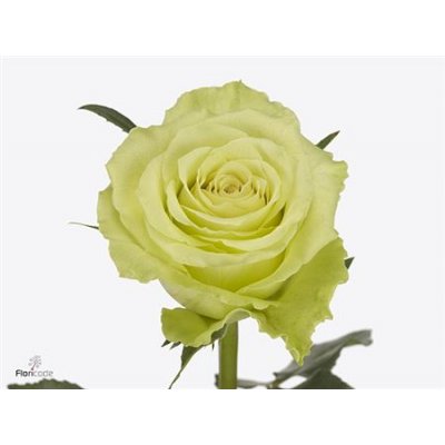 Rosa Gr Camouflage
