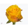 Rosa Gr Candelight