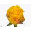 Rosa Gr Candelight