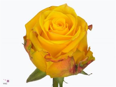 Rosa Gr Candelight