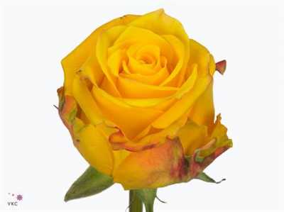 Rosa Gr Candelight