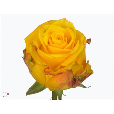 Rosa Gr Candlelight