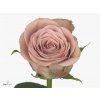 Rosa Gr Cappuccino