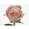 Rosa Gr Cappuccino