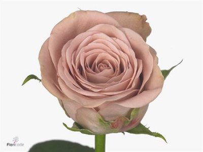 Rosa Gr Cappuccino