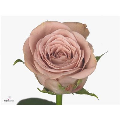 Rosa Gr Cappuccino