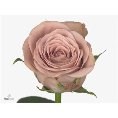 Rosa Gr Cappuccino