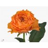 Rosa Gr Caraluna