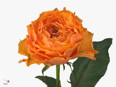 Rosa Gr Caraluna