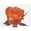 Rosa Gr Careless Wisper