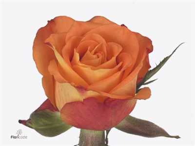 Rosa Gr Careless Wisper