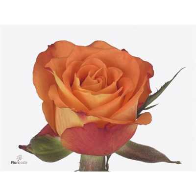 Rosa Gr Careless Wisper