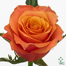 Rosa Gr Carpe Diem