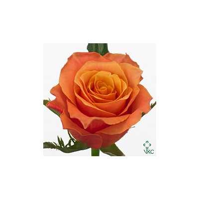 Rosa Gr Carpe Diem