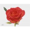 Rosa Gr Catch