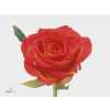 Rosa Gr Catch