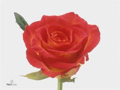 Rosa Gr Catch