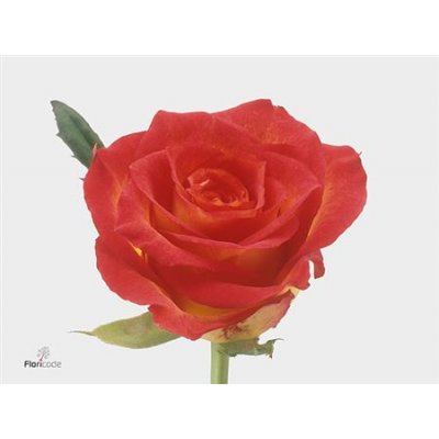 Rosa Gr Catch