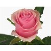 Rosa Gr Celeb