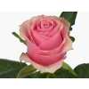Rosa Gr Celeb