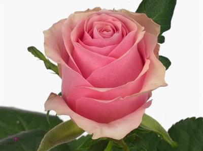 Rosa Gr Celeb