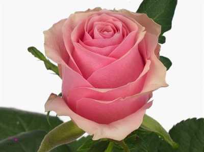 Rosa Gr Celeb
