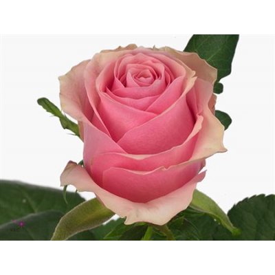 Rosa Gr Celeb