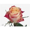 Rosa Gr Chapeau