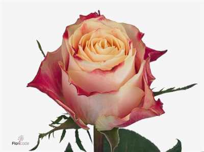 Rosa Gr Chapeau