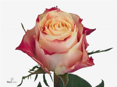 Rosa Gr Chapeau