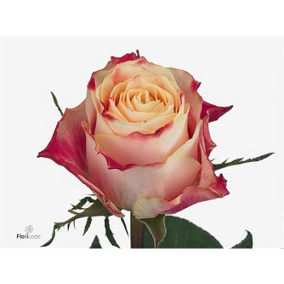 Rosa Gr Chapeau