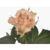 Rosa Gr Charmant