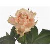 Rosa Gr Charmant