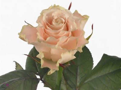 Rosa Gr Charmant