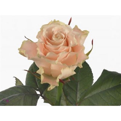 Rosa Gr Charmant